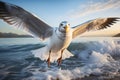 Seagull in flight. Close-up of a seagull in flight. Royalty Free Stock Photo