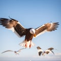 Seagull in flight. Close-up of a seagull in flight. Royalty Free Stock Photo