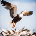 Seagull in flight. Close-up of a seagull in flight. Royalty Free Stock Photo