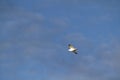 Seagull in flight in the cloudless blue sky of Arkhangai Province, Mongolia Royalty Free Stock Photo