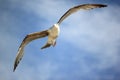 Seagull in flight, facing. North Sea, the Netherlands. Royalty Free Stock Photo