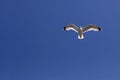 Seagull in flight Royalty Free Stock Photo