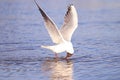 Seagull in flight Royalty Free Stock Photo