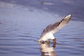 Seagull in flight Royalty Free Stock Photo