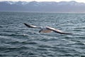 Seagull flight. Royalty Free Stock Photo