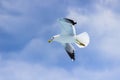 The seagull flight