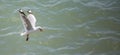 Seagull in Flight with Food Royalty Free Stock Photo