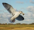 A seagull in flight with food in its mouth Royalty Free Stock Photo