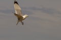 Seagull in flight: Free as a bird Royalty Free Stock Photo