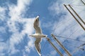 Seagull in flight in front of blue sky past sail masts Royalty Free Stock Photo
