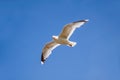 Seagull in flight in front of blue sky Royalty Free Stock Photo