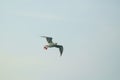 Seagull in flight