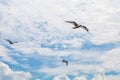 Seagull in flight Royalty Free Stock Photo