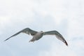 Seagull in flight Royalty Free Stock Photo