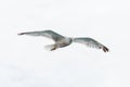 Seagull in flight Royalty Free Stock Photo