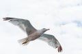 Seagull in flight Royalty Free Stock Photo