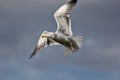 Seagull in flight. Gull flying against plain sky background. Royalty Free Stock Photo