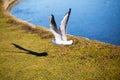 Seagull in flight, January, close-up Royalty Free Stock Photo