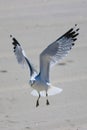 Seagull in Flight Royalty Free Stock Photo