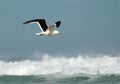 Seagull in flight Royalty Free Stock Photo