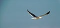 Seagull in flight Royalty Free Stock Photo