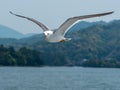 Seagull in flight Royalty Free Stock Photo