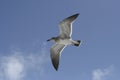 Seagull in Flight in Miami Beach, Florida Royalty Free Stock Photo