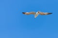 Seagull in flight in nature Royalty Free Stock Photo