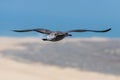 Seagull in flight in nature Royalty Free Stock Photo