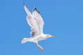 Seagull in flight in nature Royalty Free Stock Photo