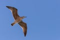 Seagull in flight in nature Royalty Free Stock Photo