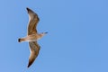 Seagull in flight in nature Royalty Free Stock Photo