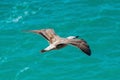 Seagull in flight in nature Royalty Free Stock Photo