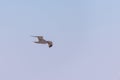 Seagull in flight in nature Royalty Free Stock Photo