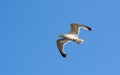 A seagull in flight with an open beak against the background of a clear sky Royalty Free Stock Photo