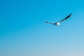 Seagull in flight with open wings, beautiful blue sky on background Royalty Free Stock Photo