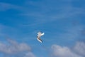 Seagull in flight over the beach in Cuxhaven, Germany. Flying white bird in the air on the blue sky Royalty Free Stock Photo