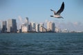 Seagull in flight over Miami