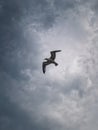 Seagull in flight over cloudy sky background Royalty Free Stock Photo