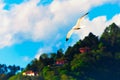 Seagull in flight over a green hill in cloudy blue sky Royalty Free Stock Photo