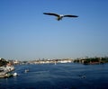 Seagull in flight over Stockholm, Sweden Royalty Free Stock Photo