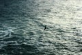 Seagull in flight over water, bird