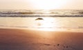 Seagull In Flight On Perfect Ocean Beach At Sunset Sunrise Royalty Free Stock Photo