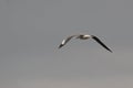 Seagull flight rear - Naivasha (Kenya, Africa) Royalty Free Stock Photo