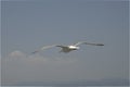 Seagull flight from rear Royalty Free Stock Photo