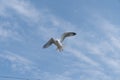 Seagull in flight with room for copy Royalty Free Stock Photo