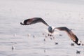 Seagull Flight, Sea Bird Flying Through Blue Sky Blue sea white bright tone nature can retreat your day from everyday life living Royalty Free Stock Photo