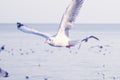 Seagull Flight, Sea Bird Flying Through Blue Sky Blue sea white bright tone nature can retreat your day from everyday life living Royalty Free Stock Photo