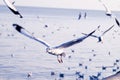 Seagull Flight, Sea Bird Flying Through Blue Sky Blue sea white bright tone nature can retreat your day from everyday life living Royalty Free Stock Photo