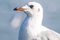 Seagull Flight, Sea Bird Flying Through Blue Sky Blue sea white bright tone nature Royalty Free Stock Photo